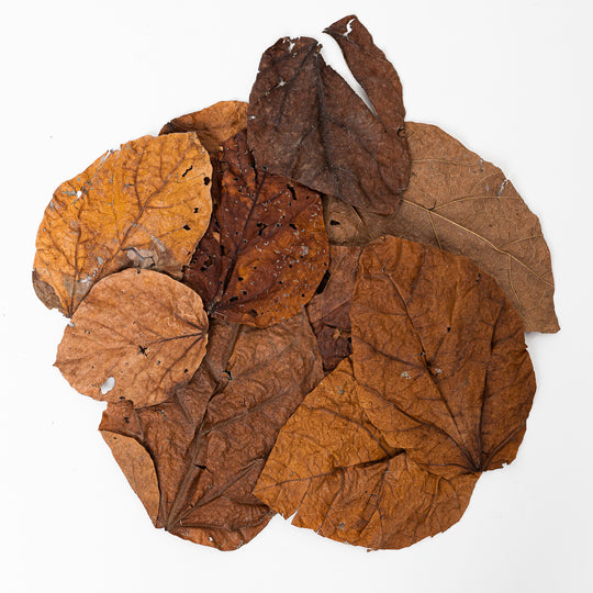 Hallmila Leaves (10 Pack) Leaf Litter GrowTropicals