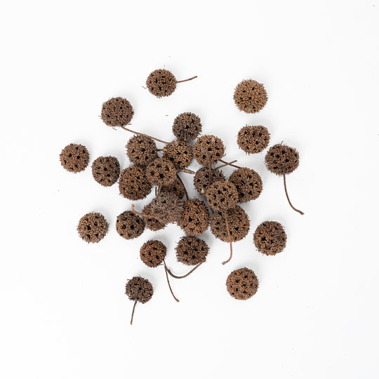 Sweet Gum Pod (10 pack) Terrarium Decor GrowTropicals