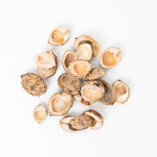 Betal Pods (50g) Terrarium Decor GrowTropicals