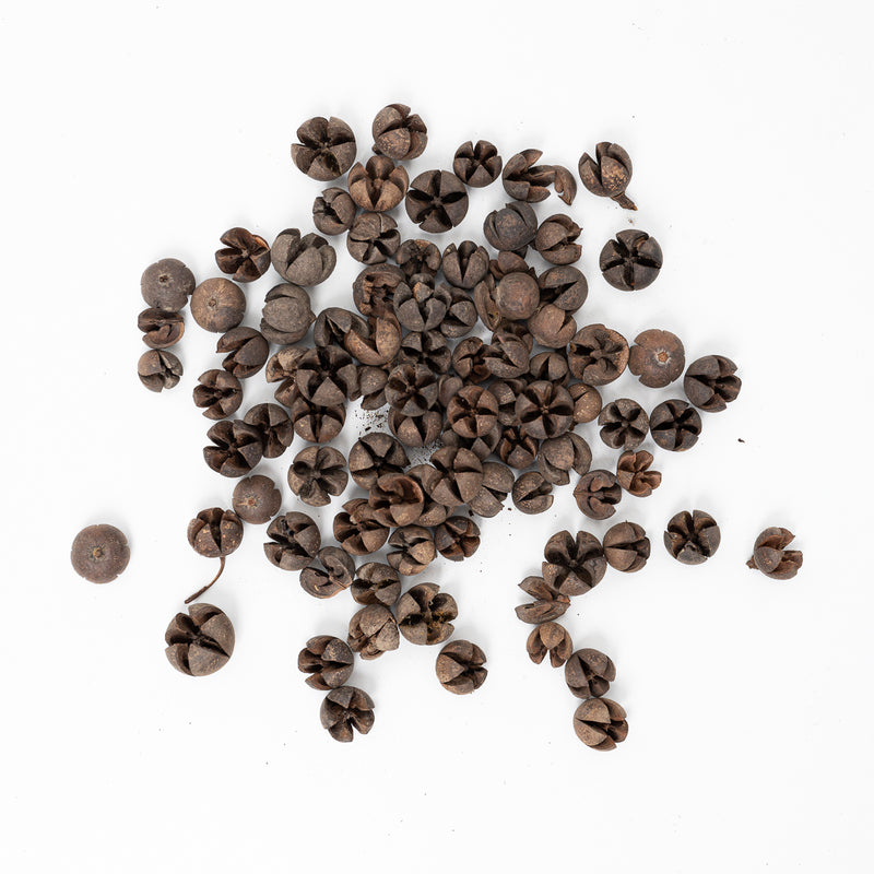 Wallichi Pods (100g) Terrarium Decor GrowTropicals