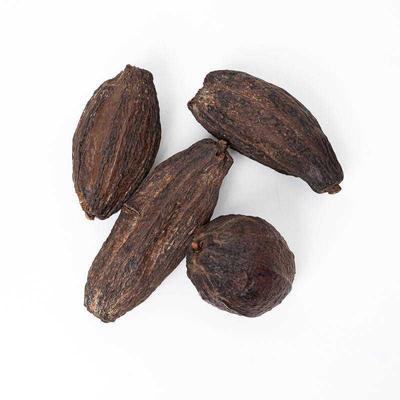 Cacao Pods Terrarium Decor GrowTropicals