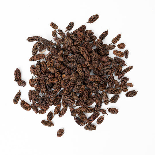 Beech Cones (100g) Terrarium Decor GrowTropicals