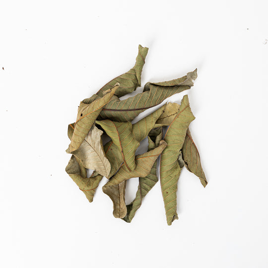 Guava Leaves (10 Pack) Leaf Litter GrowTropicals