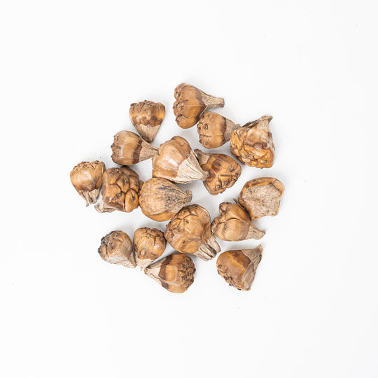 Camel Fruit Pods (100g) Terrarium Decor GrowTropicals