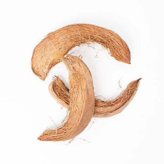 Giant Coco Curls (3 pack) Terrarium Decor GrowTropicals