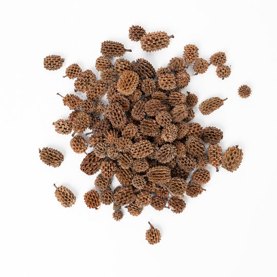Indian Casuarina Cones (100g) Terrarium Decor GrowTropicals
