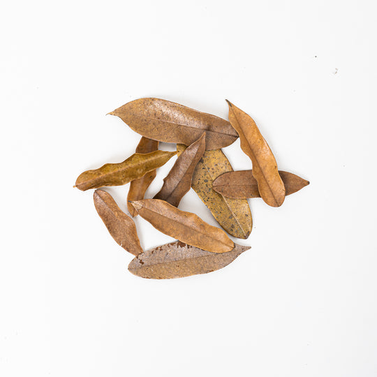 Durian Leaves (10 Pack) Leaf Litter GrowTropicals