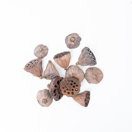 Lotus Heads 4-6cm Terrarium Decor GrowTropicals