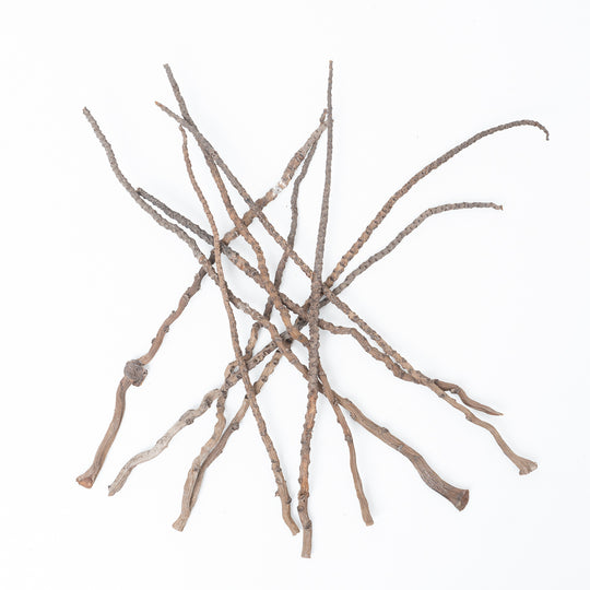 Coconut Fingers (10 pack) Terrarium Decor GrowTropicals