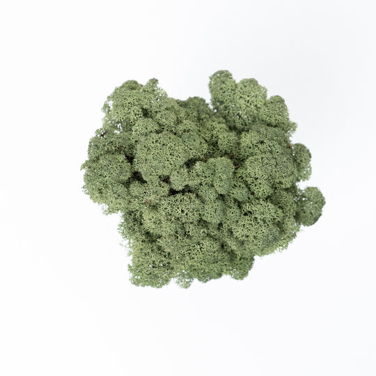Forest Moss (50g) Terrarium Decor GrowTropicals