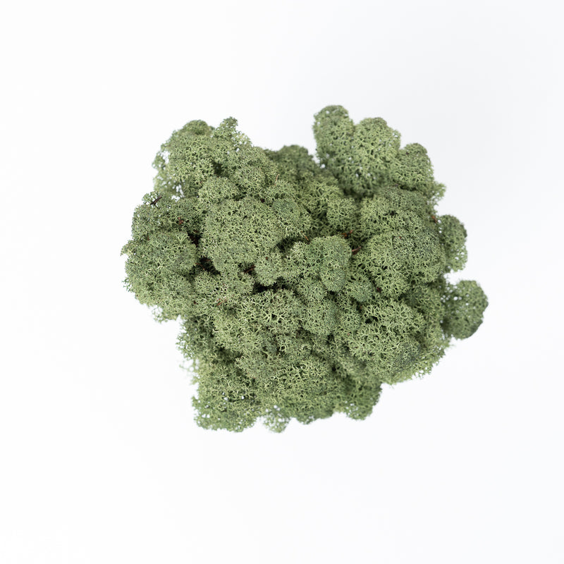 Forest Moss (50g) Terrarium Decor GrowTropicals