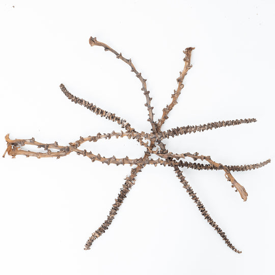 Banana Stems Terrarium Decor GrowTropicals