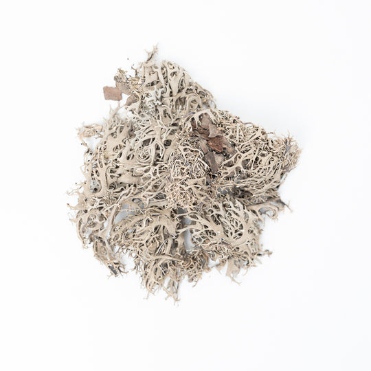 Tree Lichen (20g) Terrarium Decor GrowTropicals