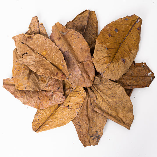 Indian Almond (Catappa) Leaves (Large) (10 Pack) Leaf Litter GrowTropicals