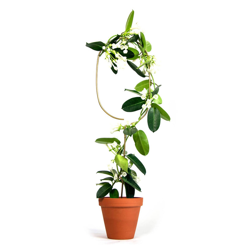 Golden Plant Stake – Arch Plant Support Botanopia - gifts , decor and cards for plant lovers