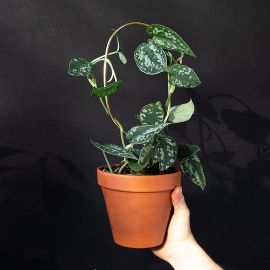 Mini Plant Stake - Hoop - Gold Plant Support Botanopia