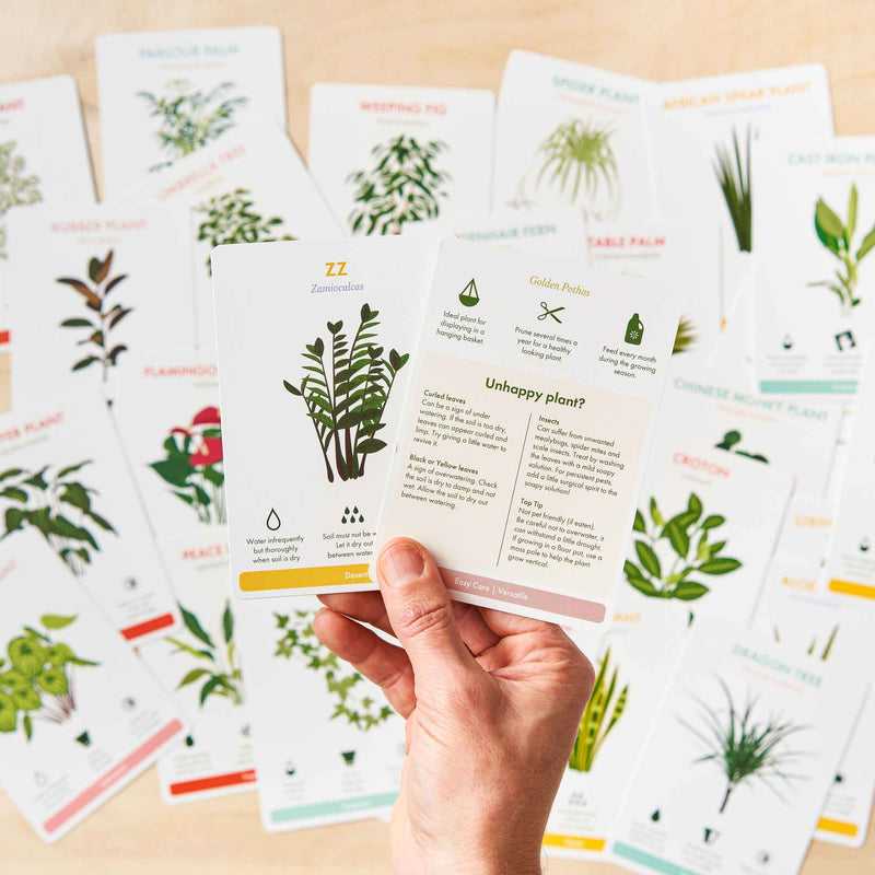 Houseplant Care Cards - Boxed Set of 35 Gifts Another Studio UK