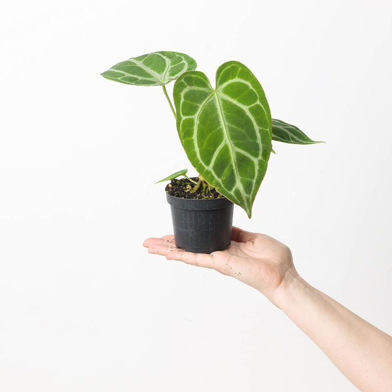 Anthurium crystallinum 'Special Select Forms' Plants GrowTropicals