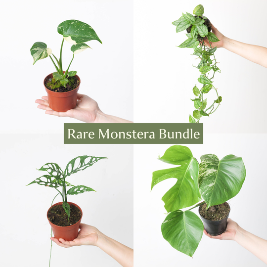 Rare Monstera Bundle Plant Bundle GrowTropicals