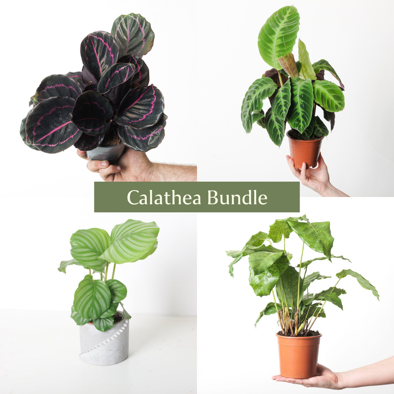 Calathea Bundle Plant Bundle GrowTropicals