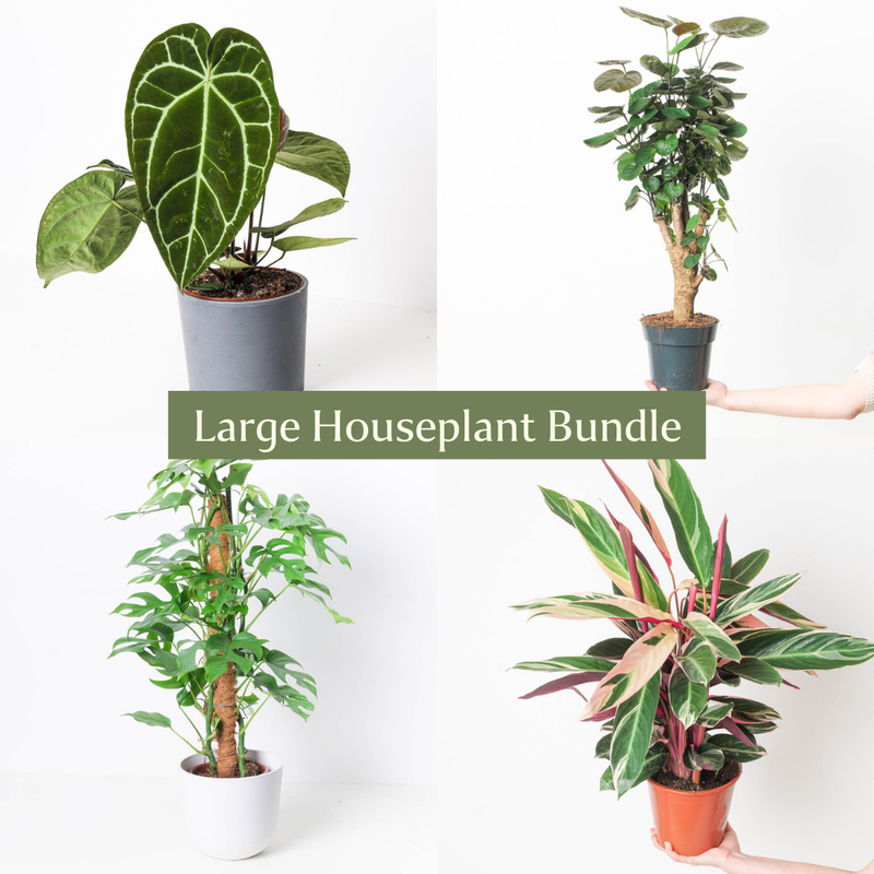 Large Houseplant Bundle Plant Bundle GrowTropicals