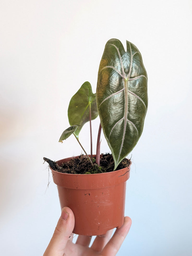 Alocasia suhirmaniana 'Purple' Plants GROW TROPICALS