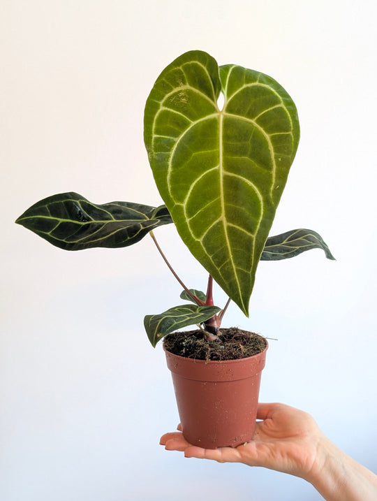 Anthurium regale 12cm Plants GrowTropicals
