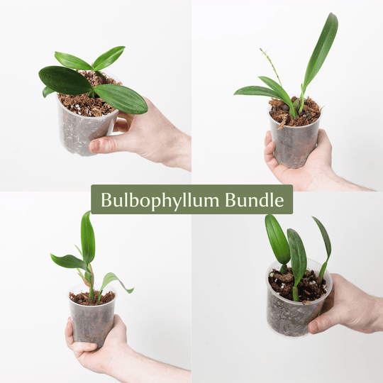 Bulbophyllum Bundle Plant Bundle GrowTropicals