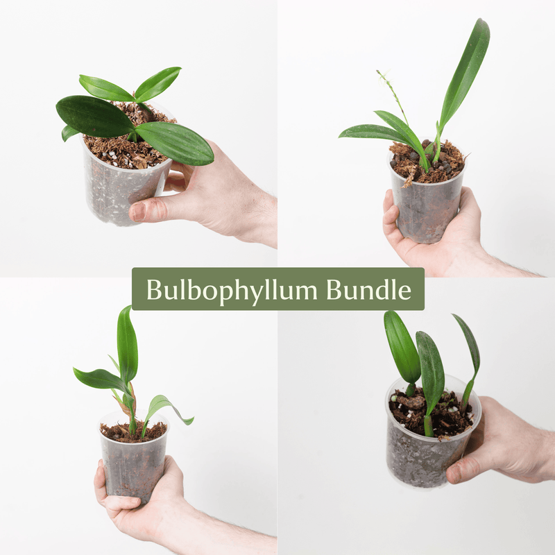 Bulbophyllum Bundle Plant Bundle GrowTropicals