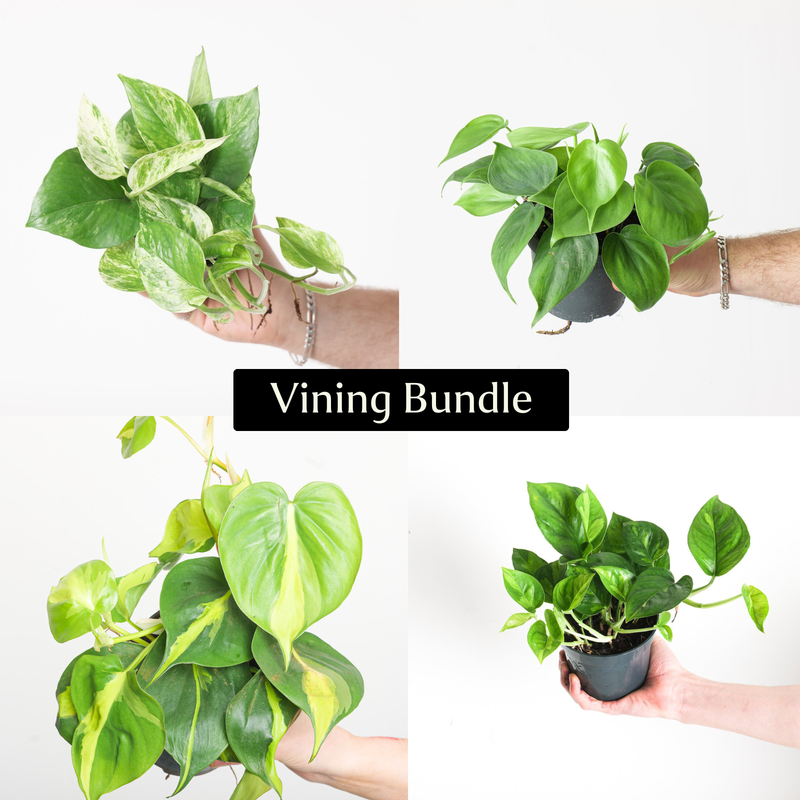 Vining Bundle Plant Bundle GrowTropicals