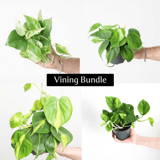 Vining Bundle Plant Bundle GrowTropicals