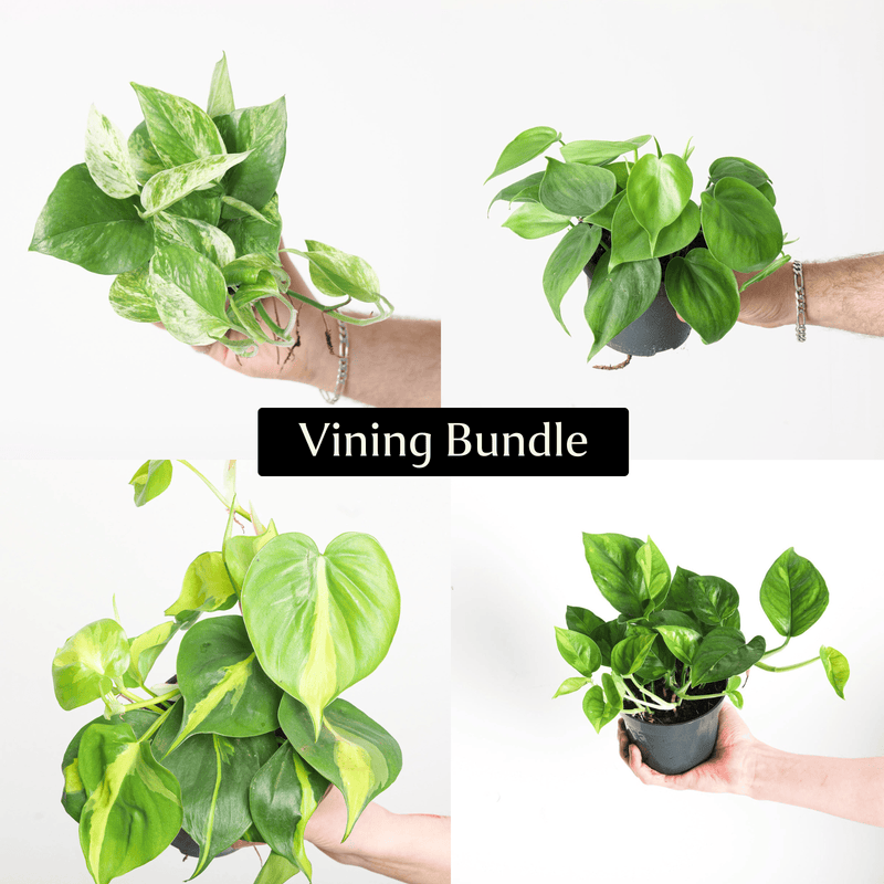 Vining Bundle Plant Bundle GrowTropicals