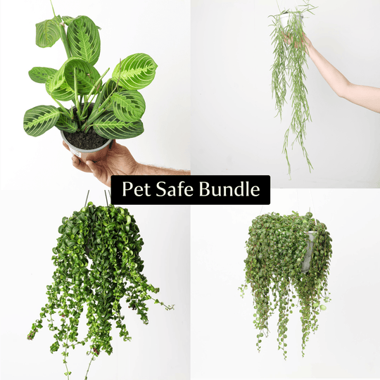 Pet Safe Bundle Plant Bundle GrowTropicals