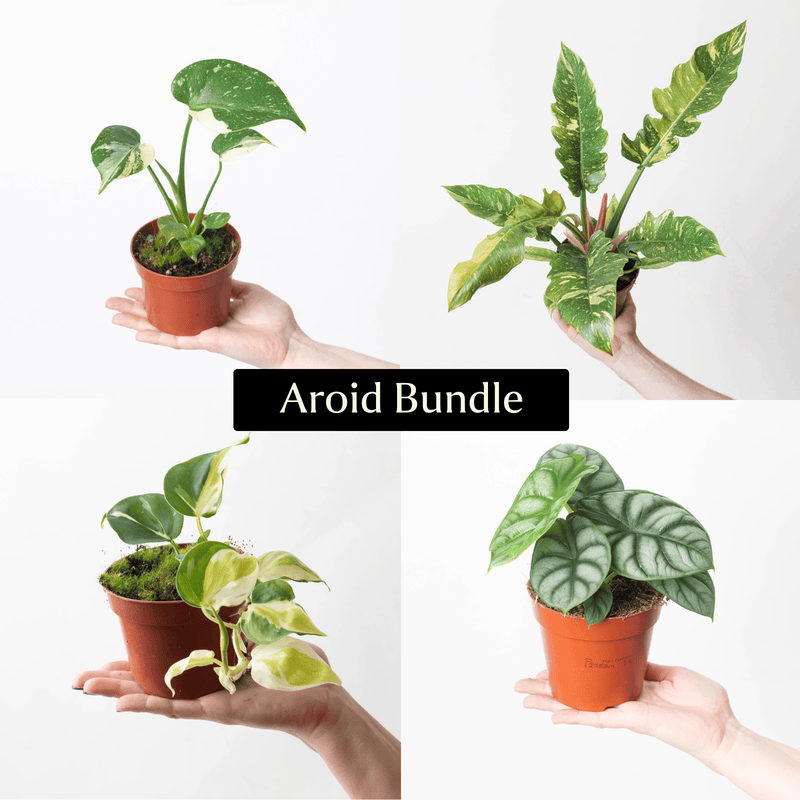 Aroid Bundle Plant Bundle GrowTropicals