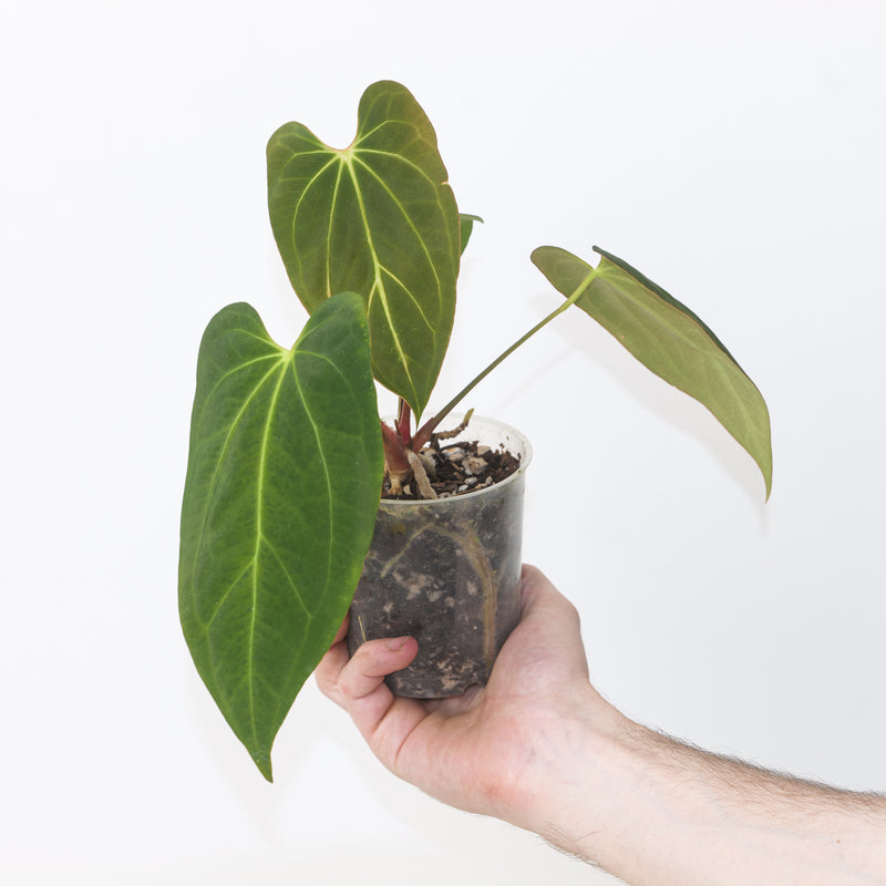 Anthurium ‘Dark Phoenix’ × ‘Fort Sherman’ 9cm / #19 Plants GrowTropicals