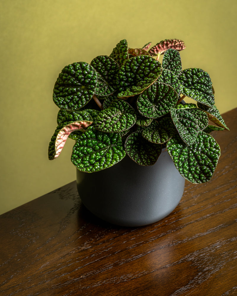 Corporate plant gifting service