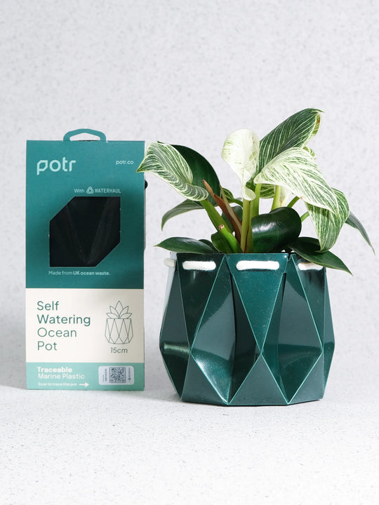POTR Ocean Pot Deep Green Pots & Planters POTR