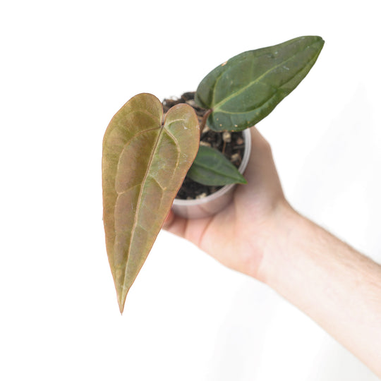 DocBlock Anthurium Dark & Handsome '9' x Zara '14' by DocBlock® 9cm Plants DocBlock