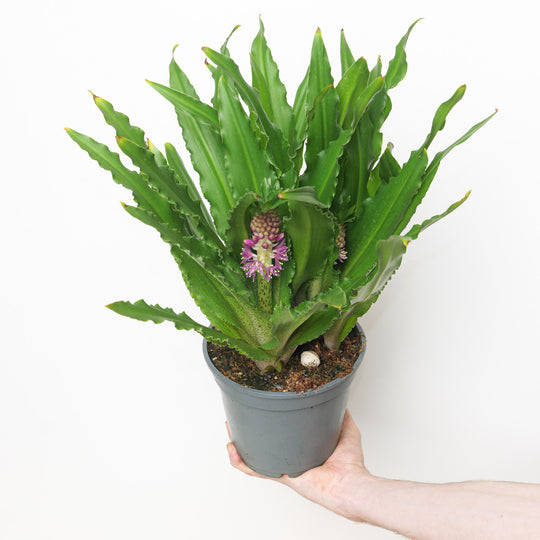 Eucomis comosa | Pineapple Lily Plants - Outdoor GROW TROPICALS