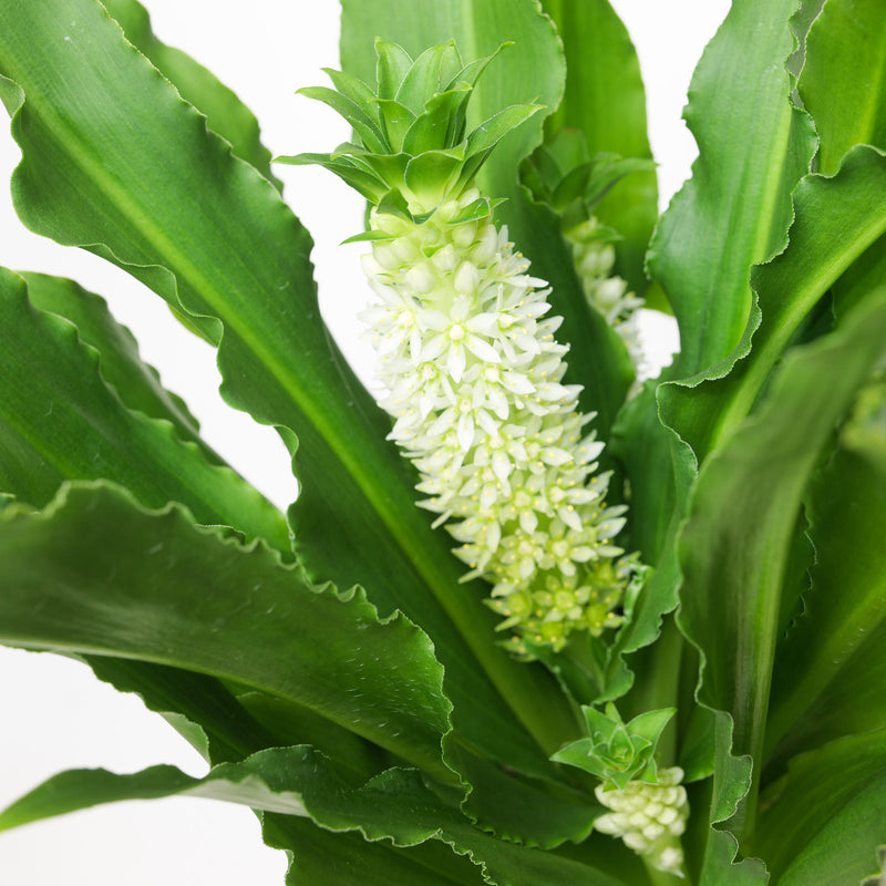Eucomis autumnalis | Pineapple Lily Plants - Outdoor GROW TROPICALS