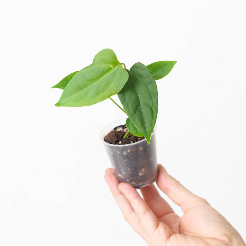 Anthurium (Papililamium 'Marie' x subsignatum) x (Flat Sinus Papi FSxRL) Plants GrowTropicals