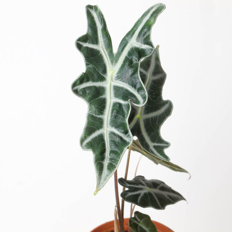 Alocasia sanderiana var. nobilis Plants GrowTropicals