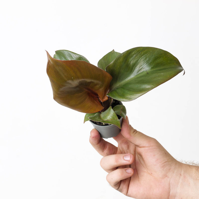 Philodendron 'Red Heart' — 6cm