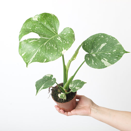 Monstera deliciosa 'Thai Constellation' 12cm Plants GrowTropicals