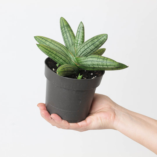 Sansevieria cylindrica 'Inti Glory' Plants GrowTropicals