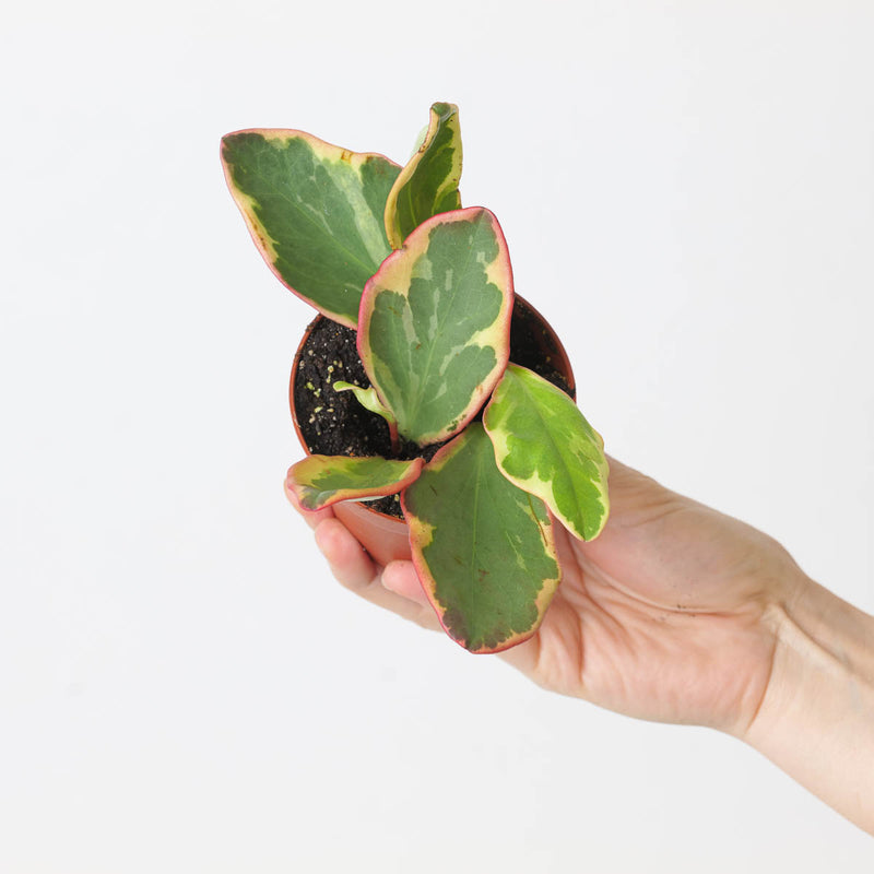 Peperomia clusiifolia 'Jelly' Plants GrowTropicals