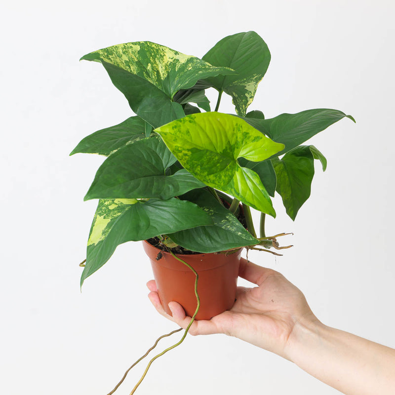 Syngonium podophyllum 'Aurea' Plants GrowTropicals