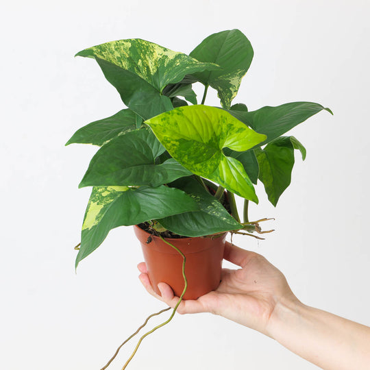 Syngonium podophyllum 'Aurea' Plants GrowTropicals