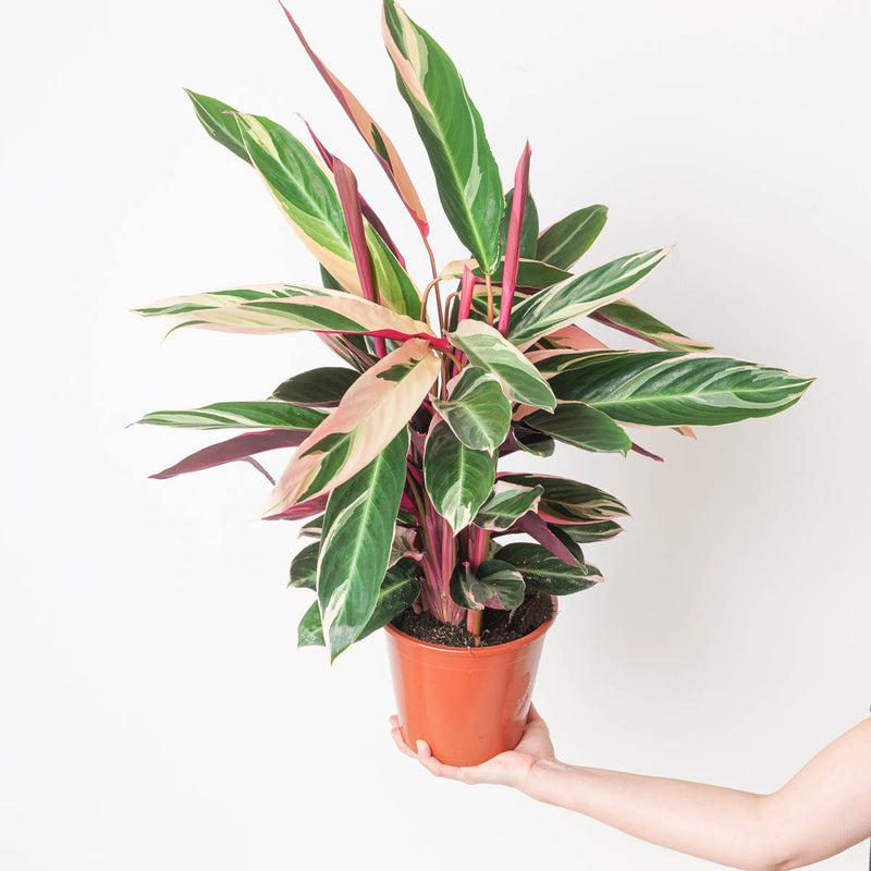 Stromanthe sanguinea 'Triostar' 19cm Plants GrowTropicals