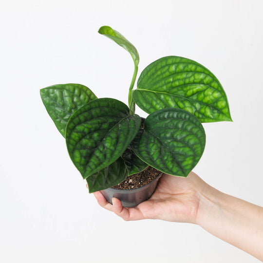 Monstera sp Peru 12cm Plants GrowTropicals